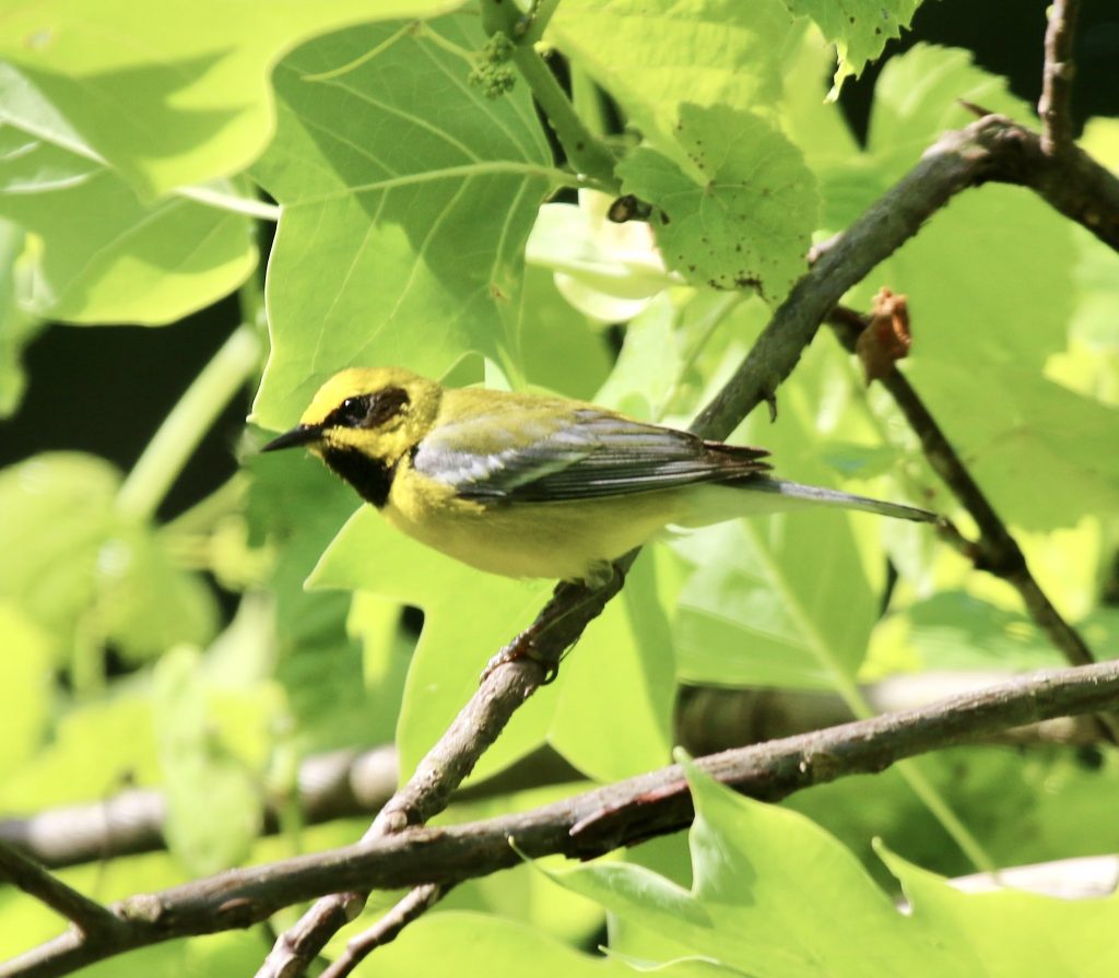 Lawrence’s Warblers cc