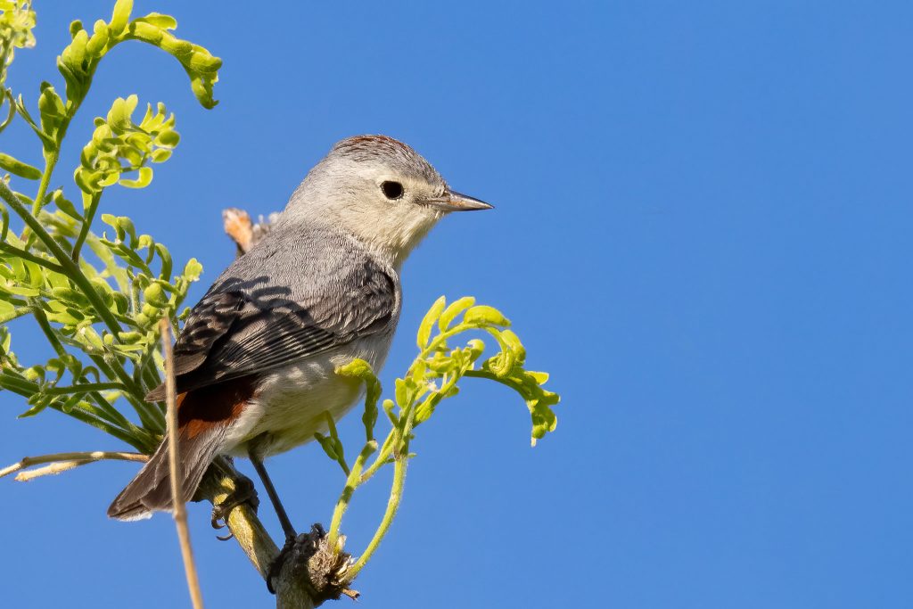 Lucy's Warbler