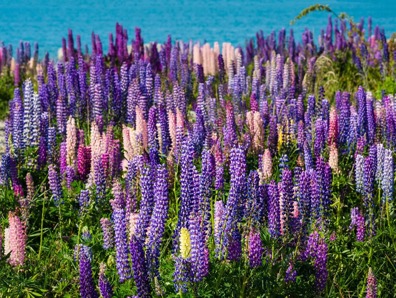 Lupine