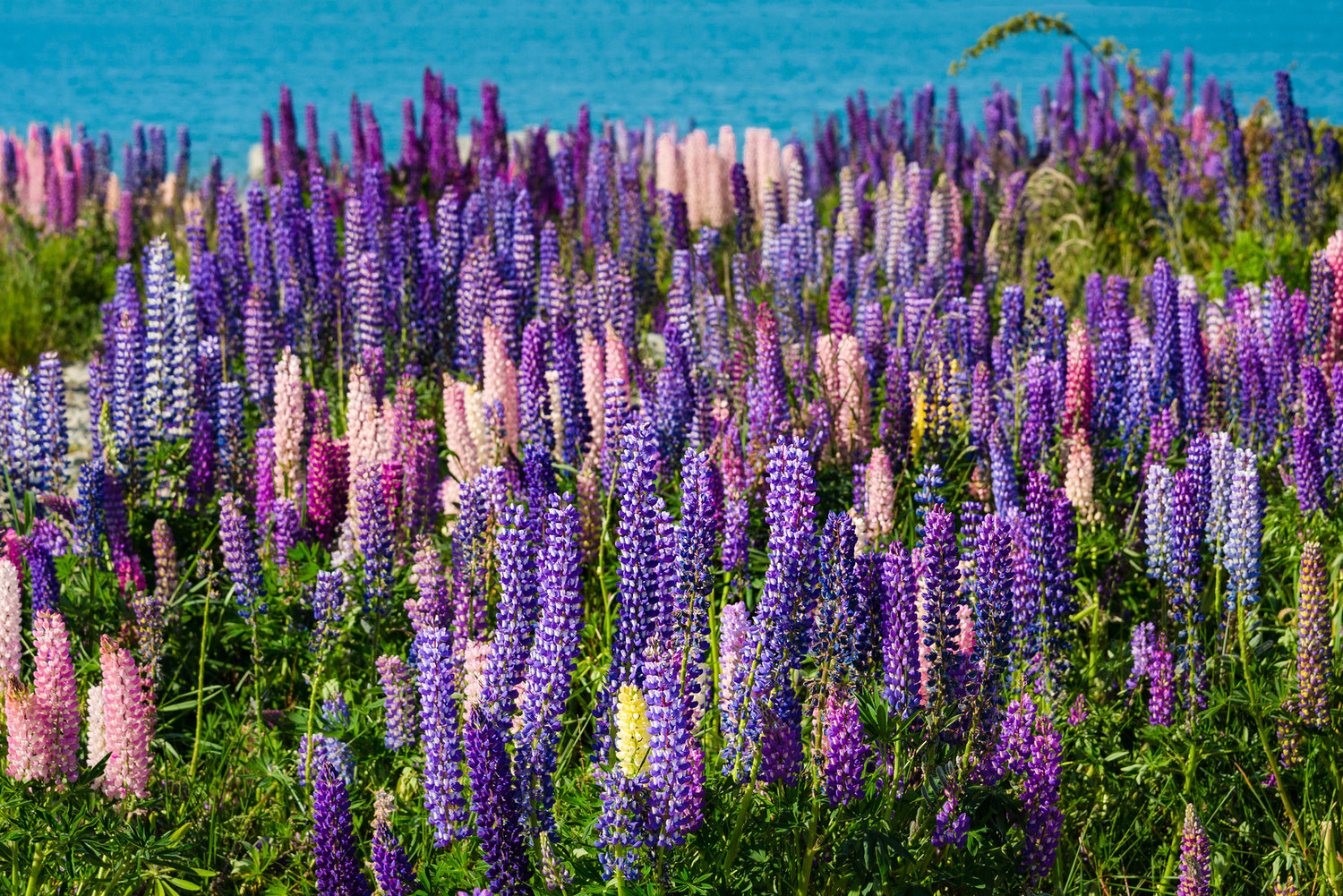 Lupine