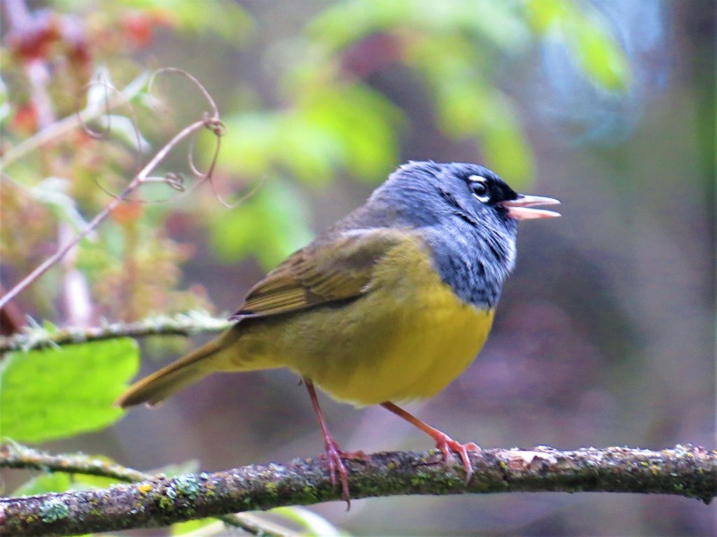 MacGillivray's Warbler