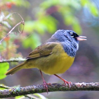 MacGillivray’s Warbler