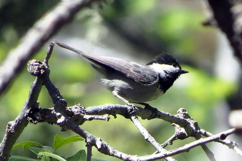 Mexican Chickadee