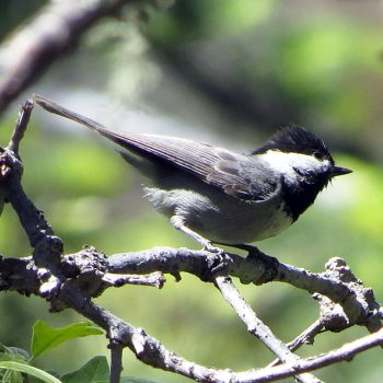 Mexican Chickadee