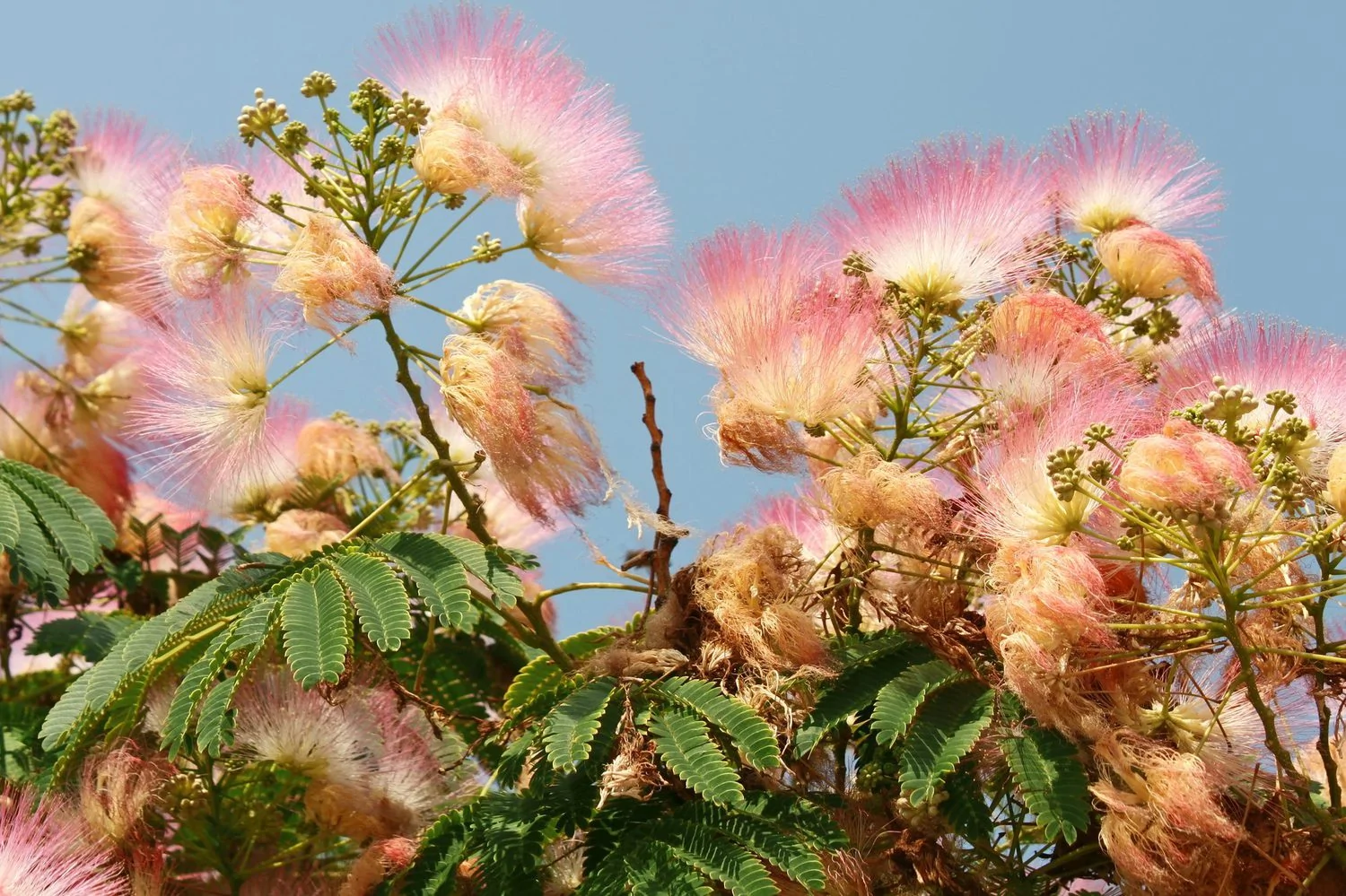 Flowering silk tree