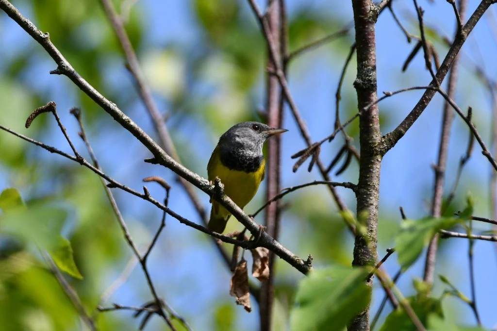 Mourning warbler