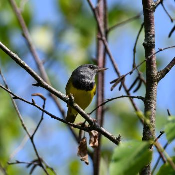 Mourning Warbler