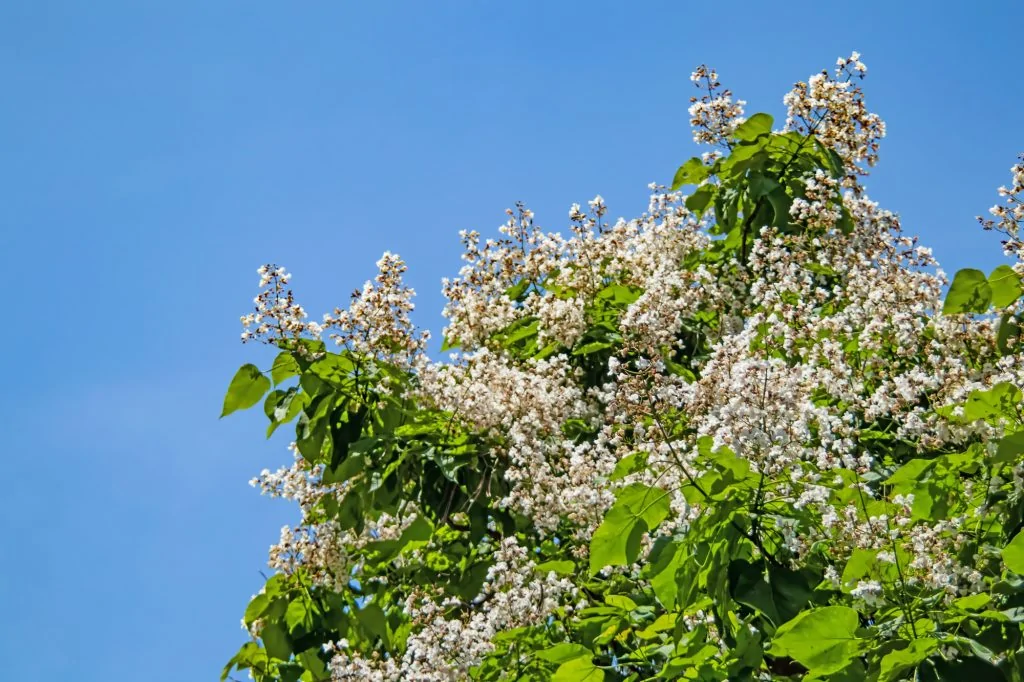 Northern Catalpa