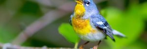 35 Small Birds In Ohio You Should Know