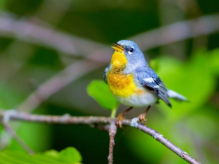 Northern Parula