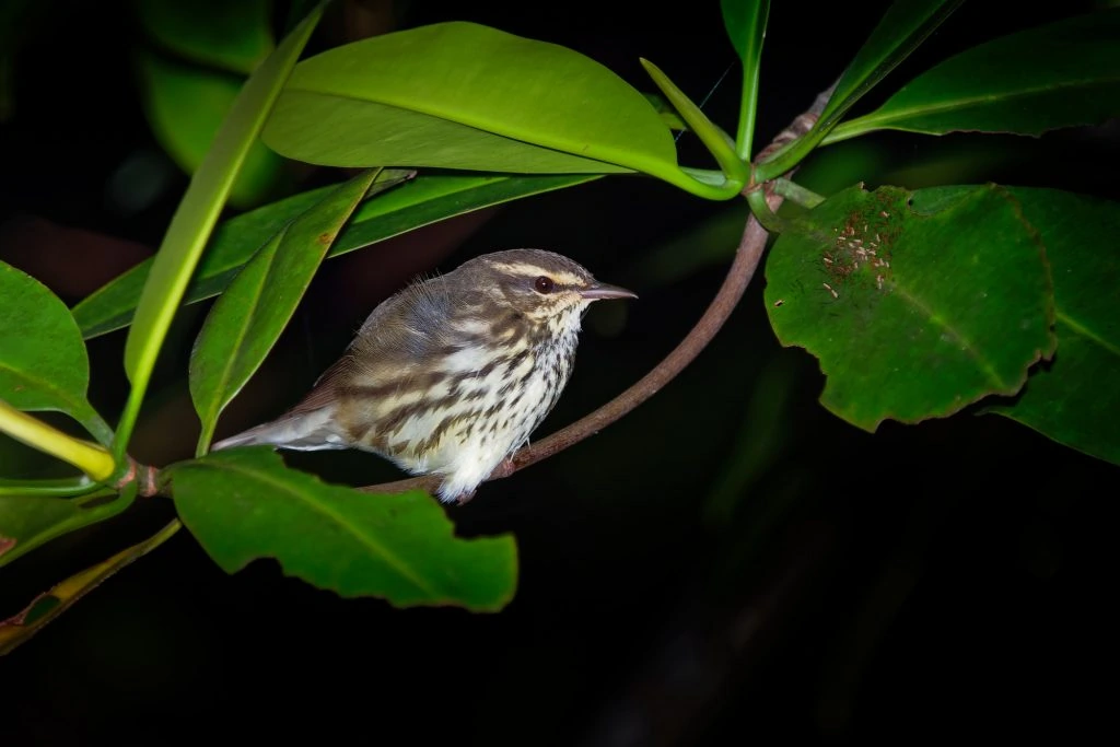 Northern Waterthrushes