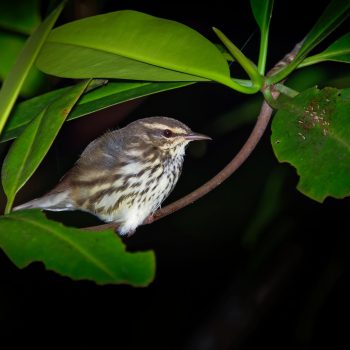 Northern Waterthrush