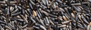 24 Birds That Like Thistle Seed (Nyjer Seed)