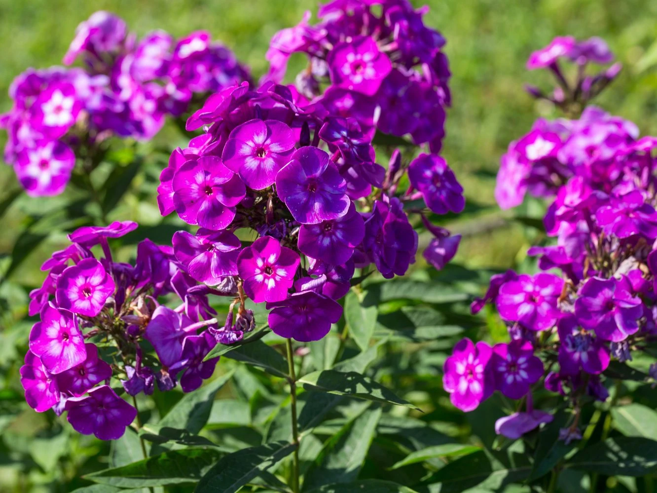 Phlox paniculata (Garden phlox) in bloom