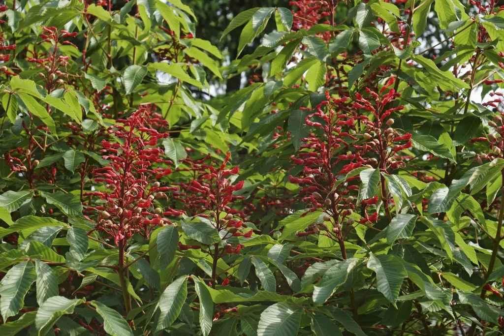 Red buckeye flowers