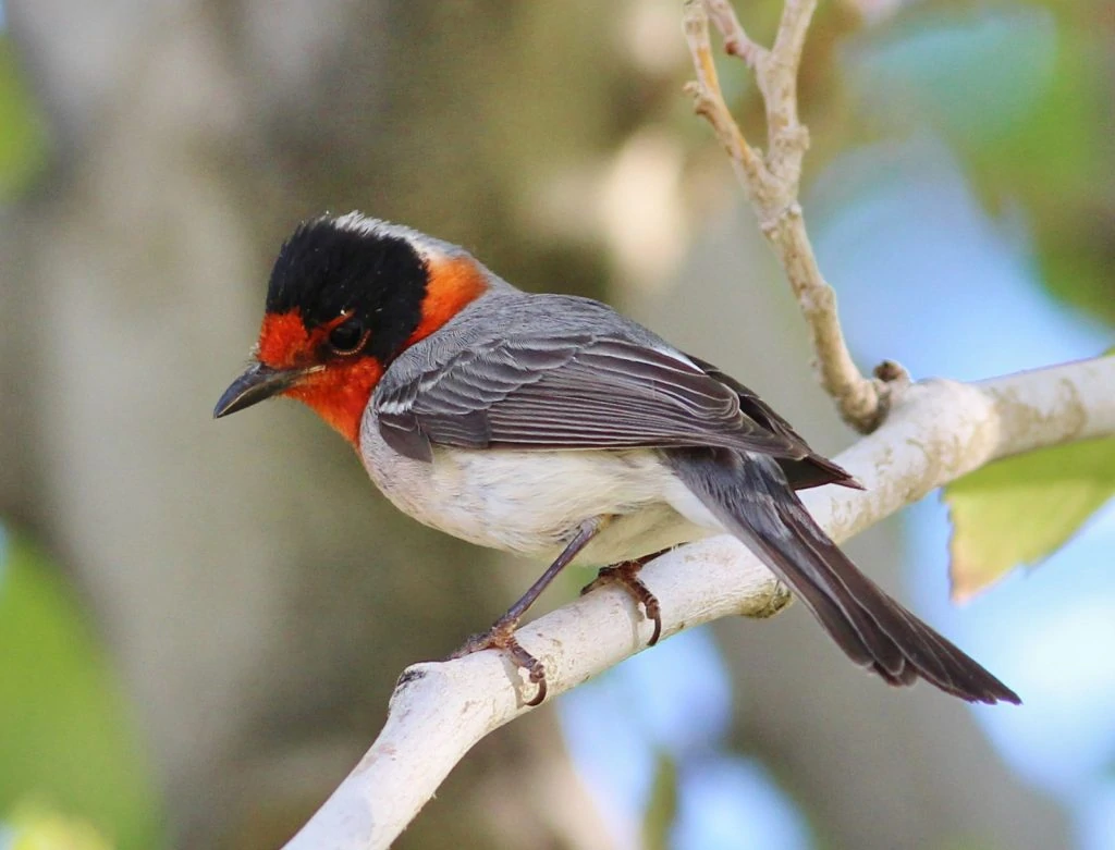 Red-faced Warbler cc