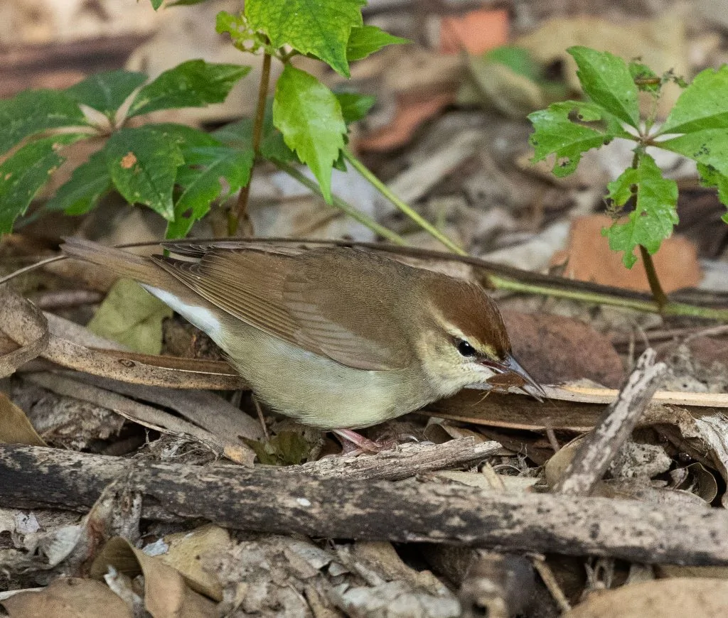 Swainson’s Warblers