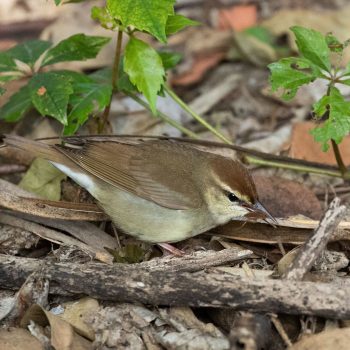 Swainson’s Warbler