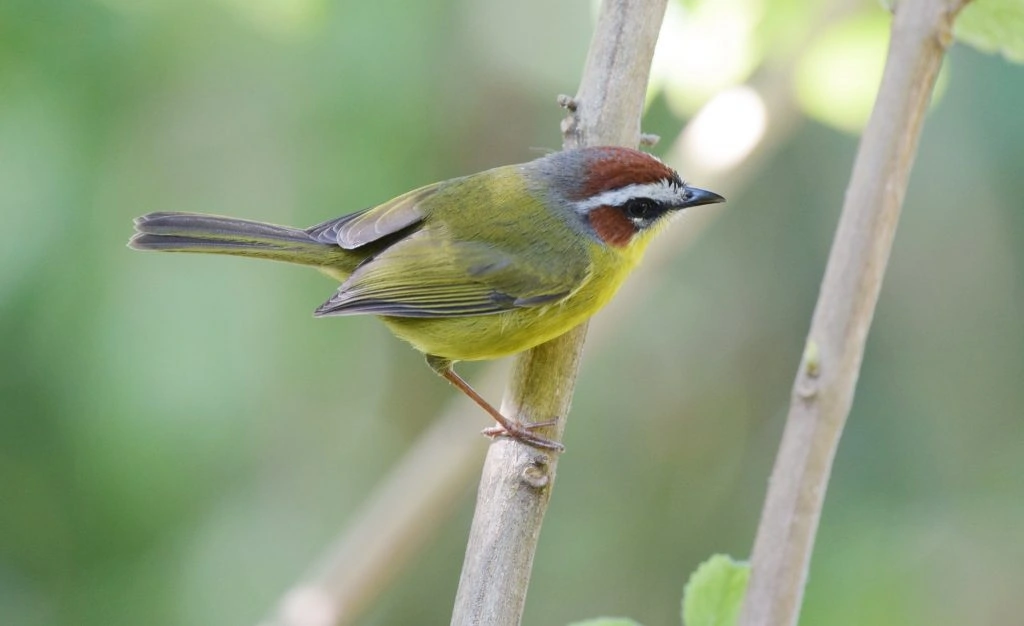 The Rufous-capped Warbler