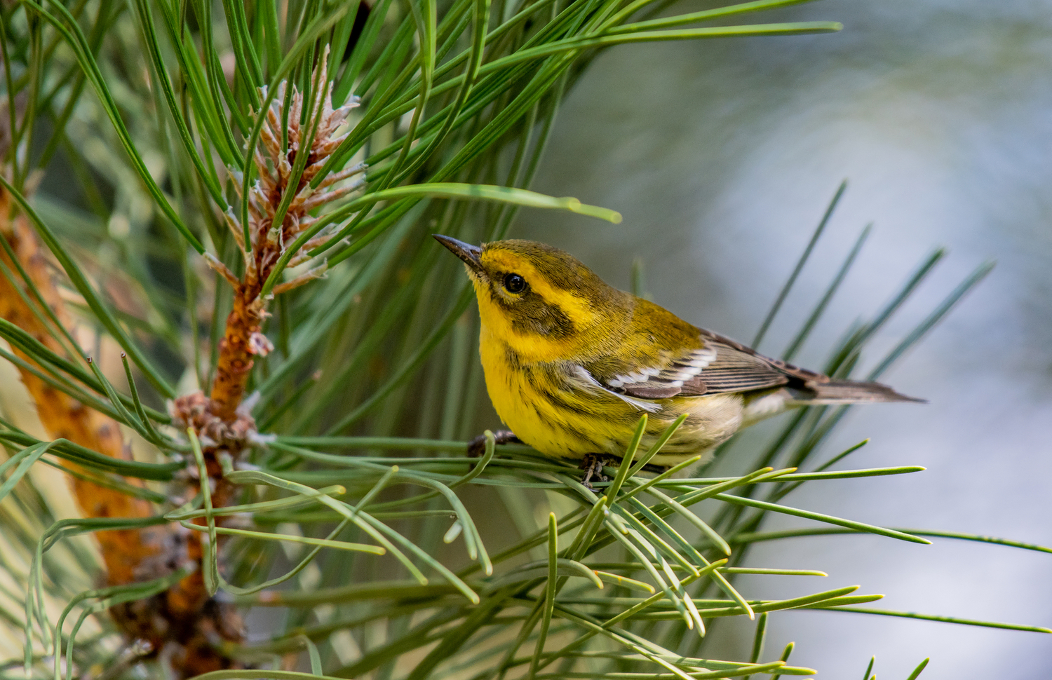 Townsend Warbler