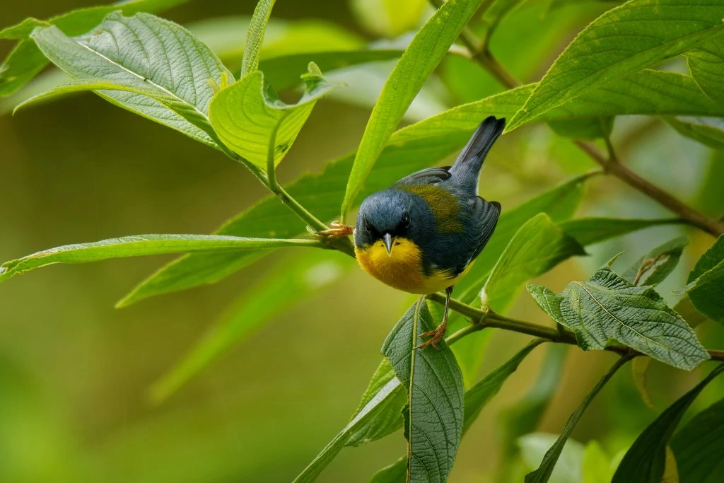 Tropical parula (Setophaga pitiayumi)