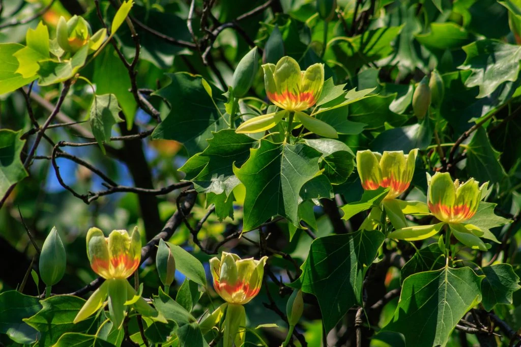 Flowering tulip tree (Liriodendron Tulipifera, Tulip Tree,