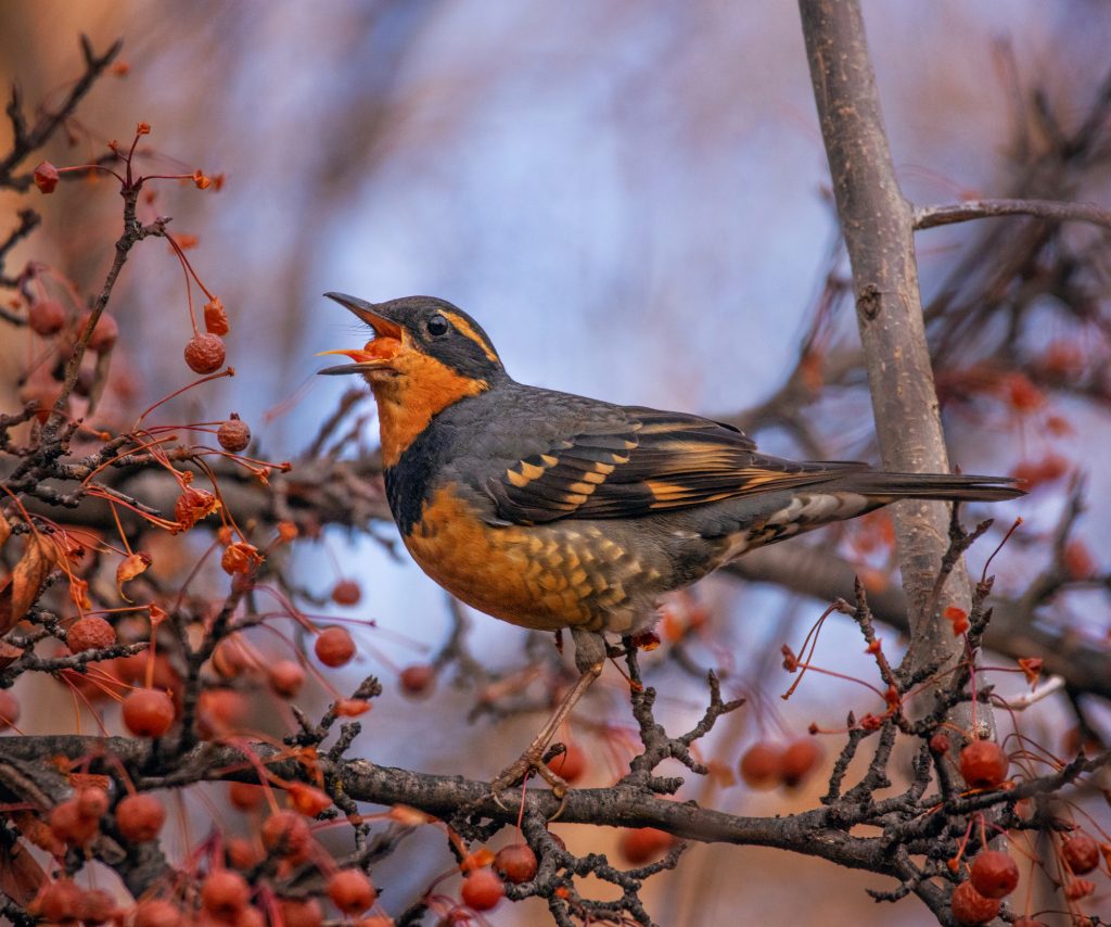 varied thrush eating a berry from a crab apple tree