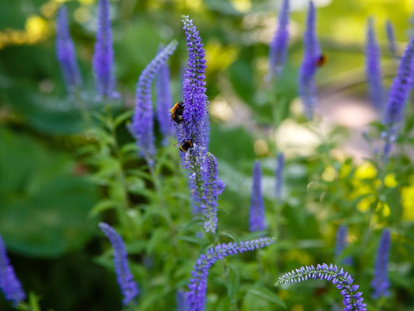 Veronica flower