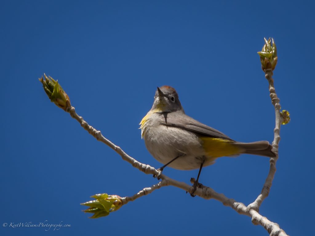 Virginia's Warbler cc