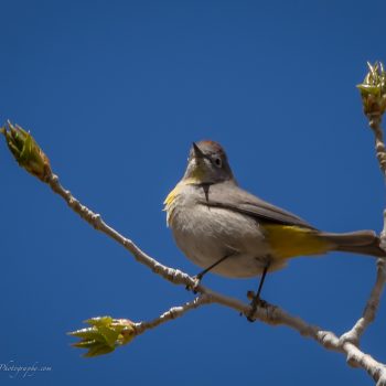 Virginia’s Warbler