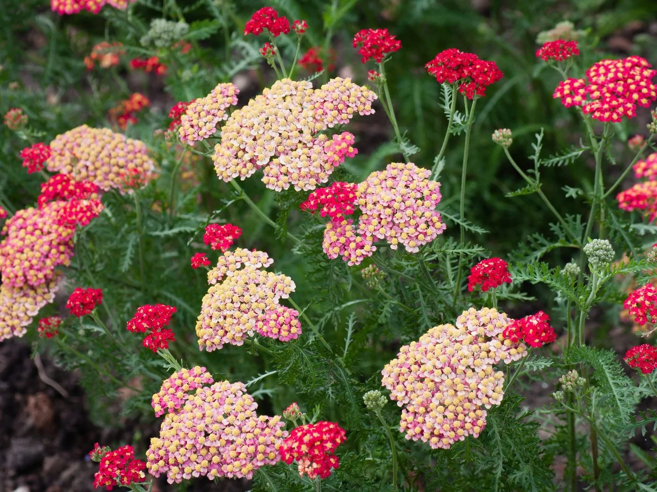 Yarrow