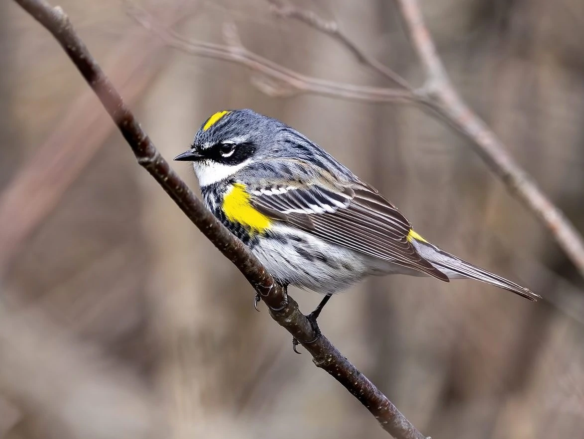 Yellow rumped Warbler Myrtle