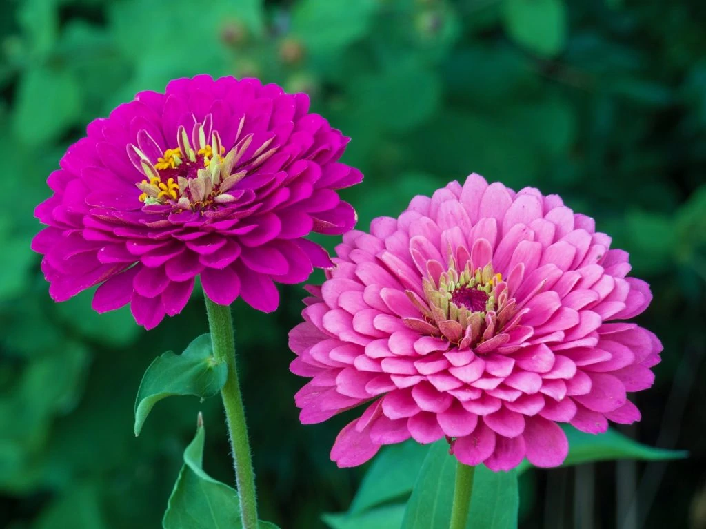 Zinnia