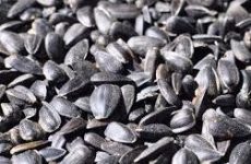 Black Oil Sunflower Seeds And The Birds That Eat Them