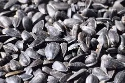 black oil sunflower seeds