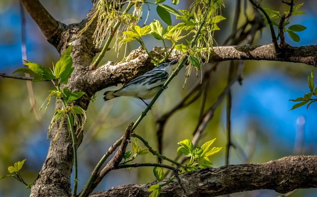 Cerulean warbler