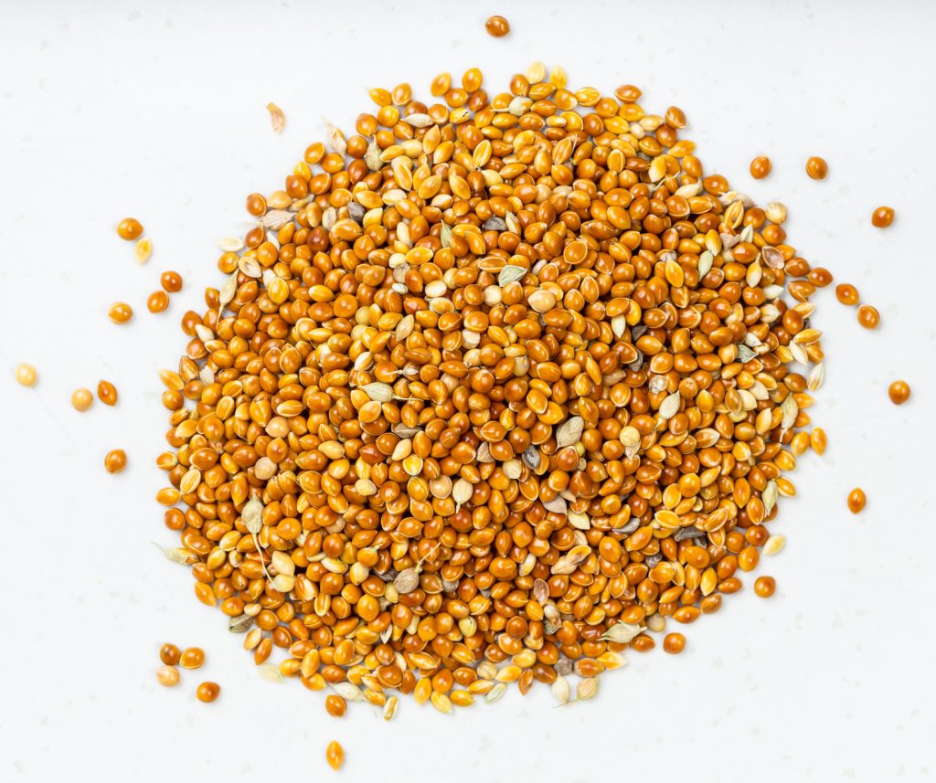 white proso millet