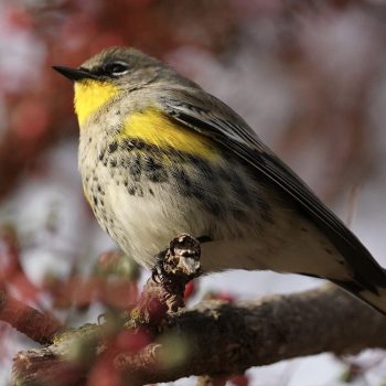 Yellow-rumped Warbler