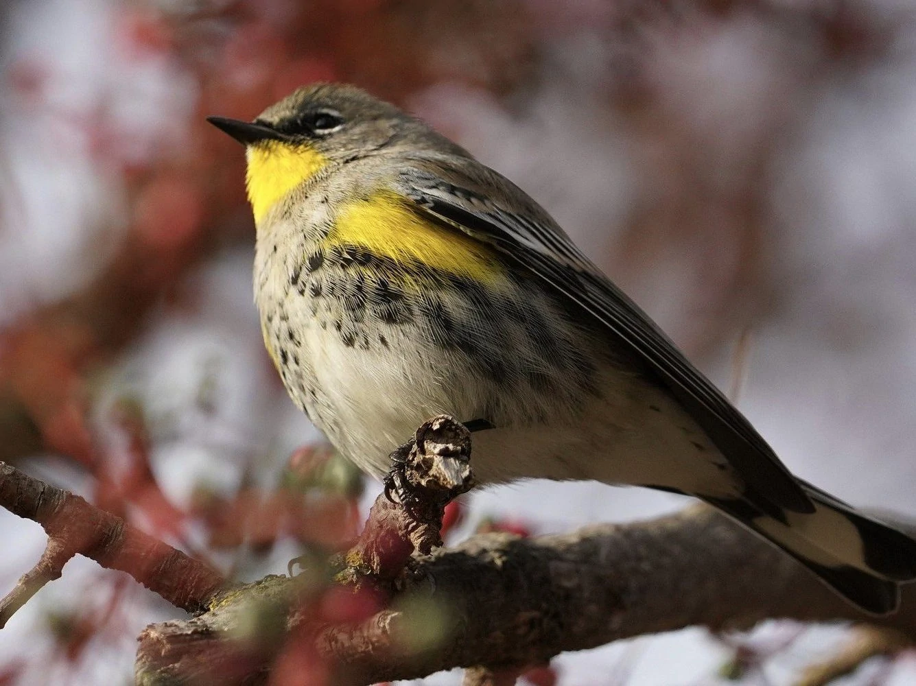 yellow rumped warbler