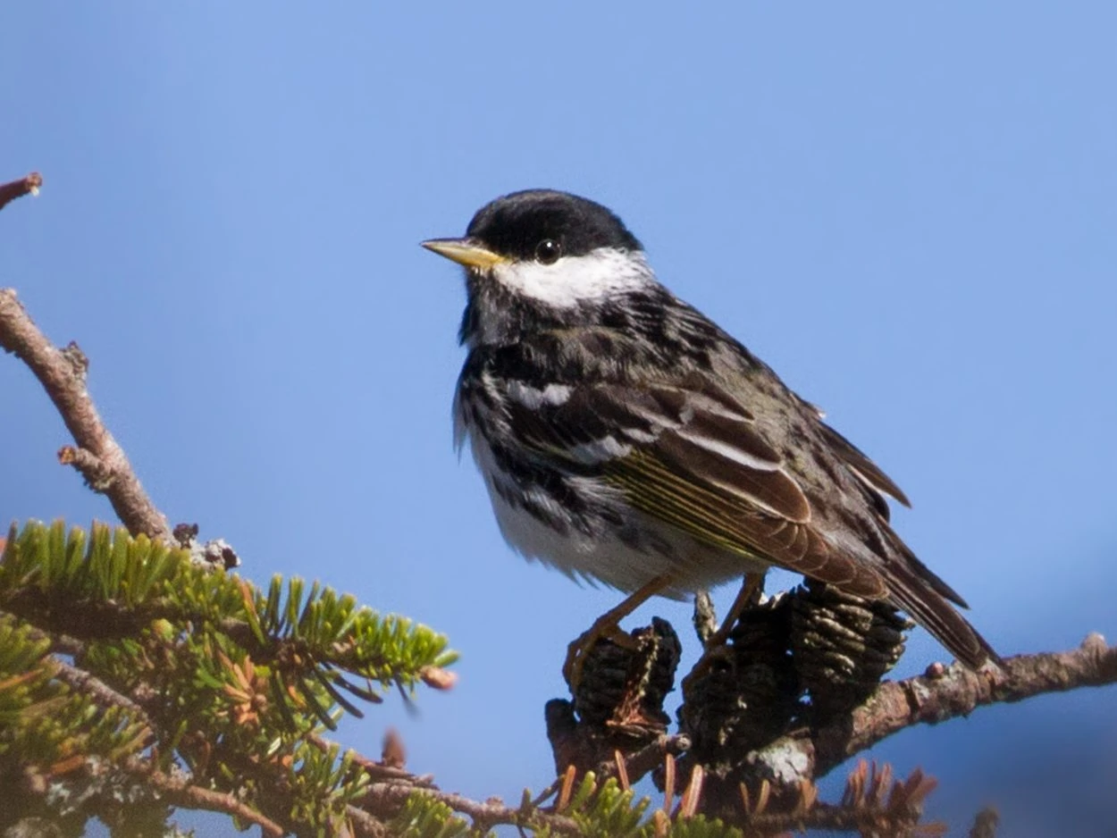 Blackpoll Warbler