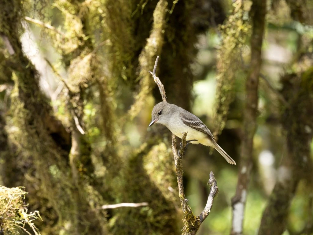 Blackpoll Warbler non breeding