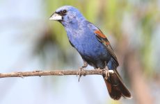 Blue Grosbeak