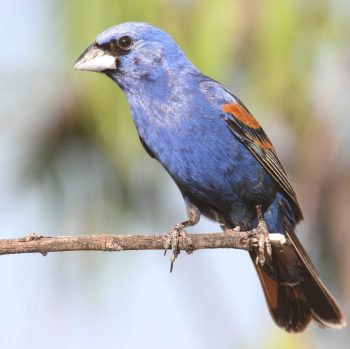 Blue Grosbeak