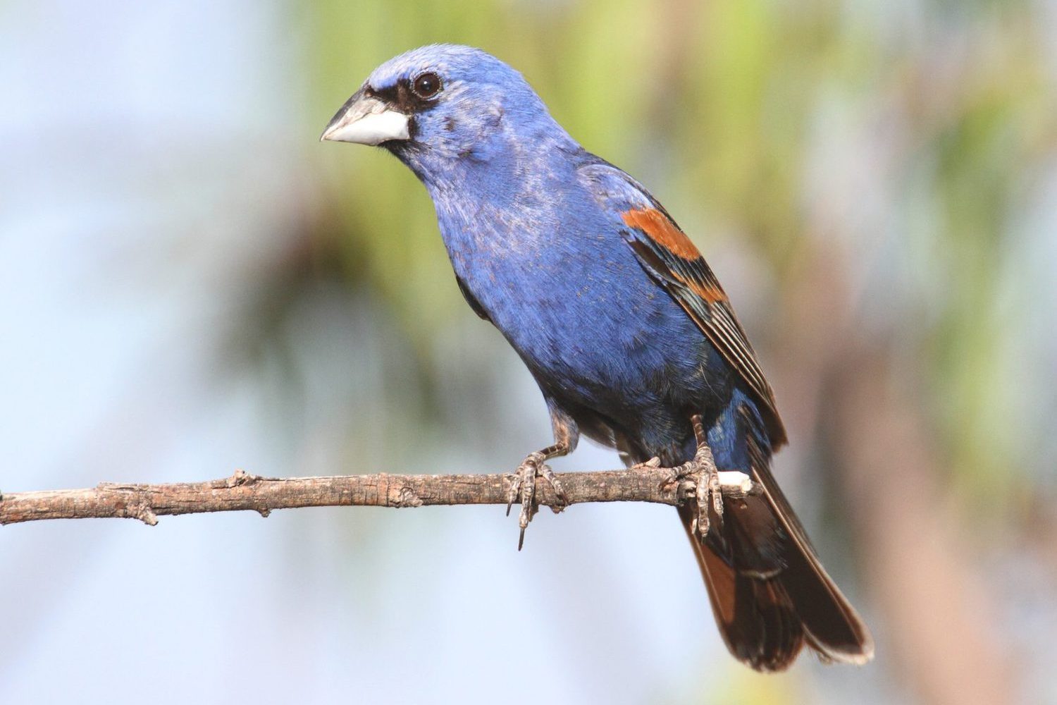Male Blue Grosbeak