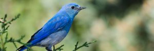 21 Blue Colored Birds In North America (And Why They Are NOT Actually Blue!)