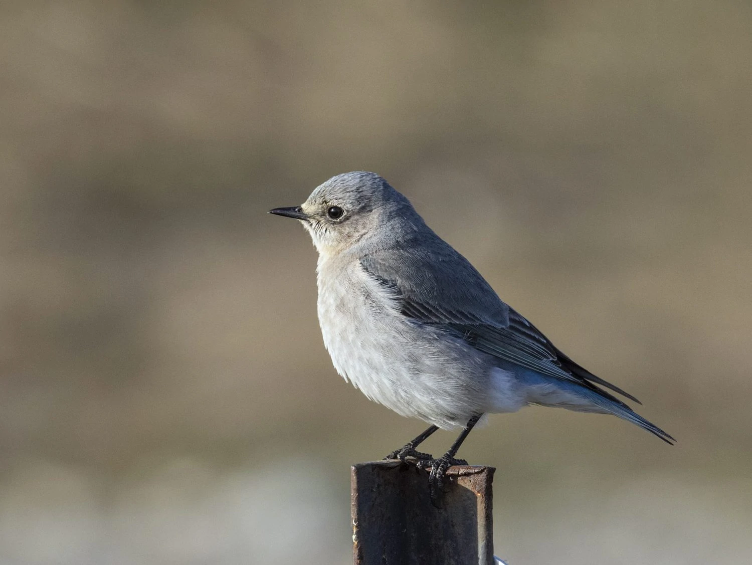 Female Mountain bluebird