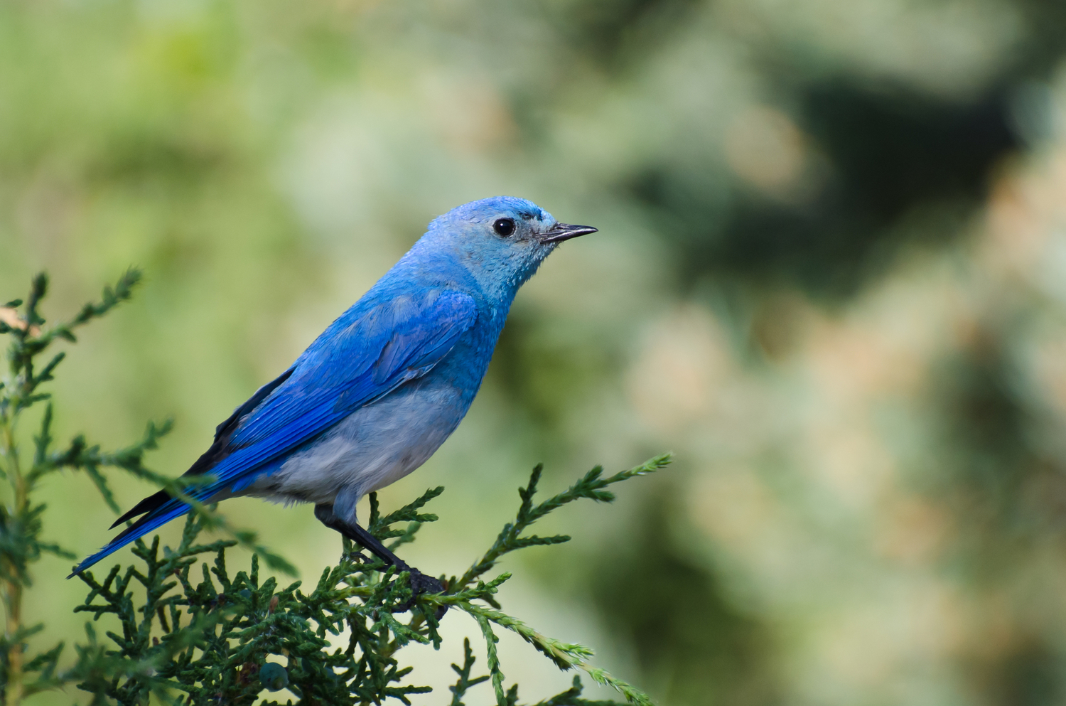 Mountain Bluebird