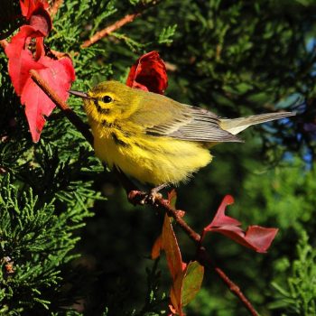 Prairie Warbler