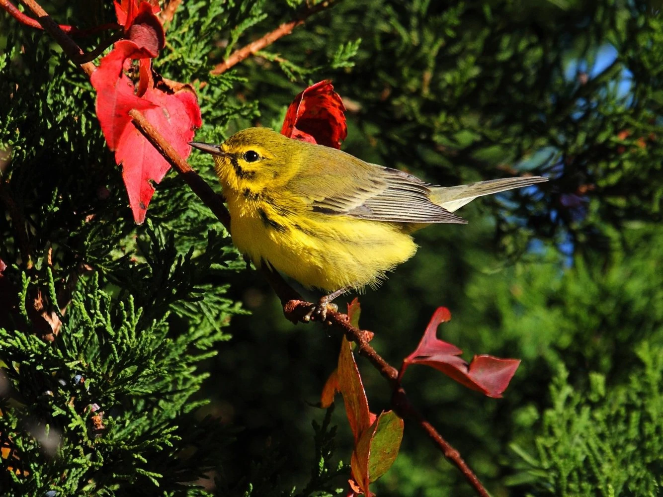 Prairie Warbler (Dendroica discolor)