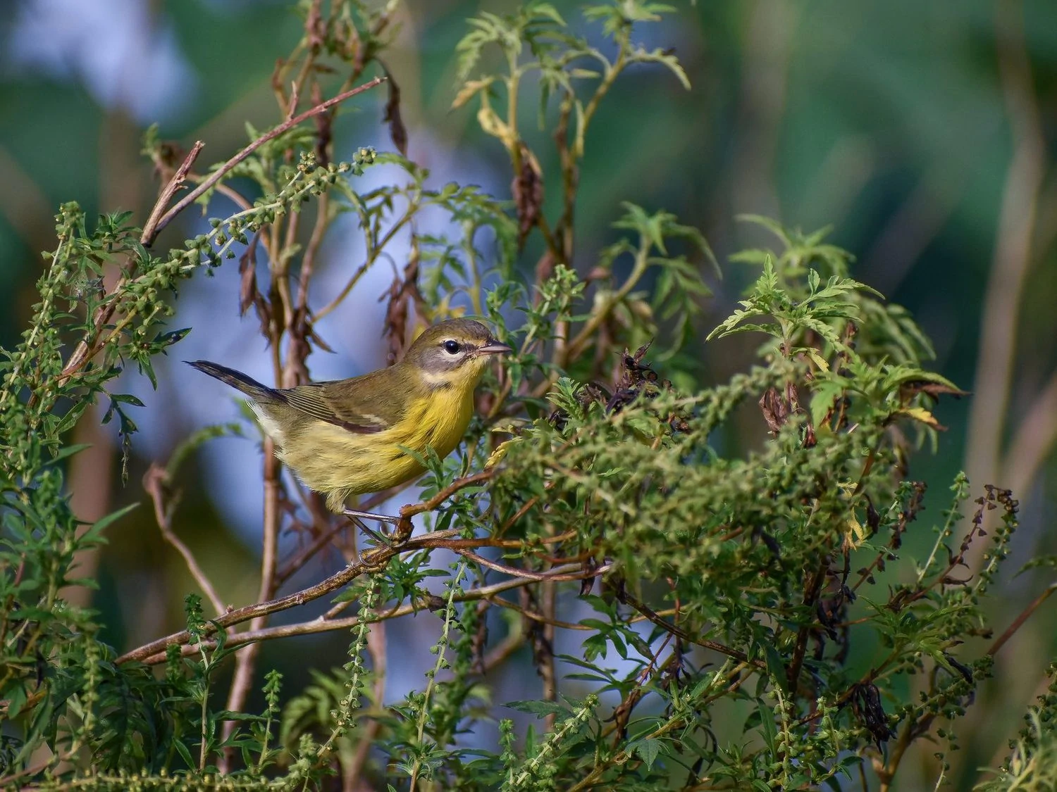 Prairie warbler female